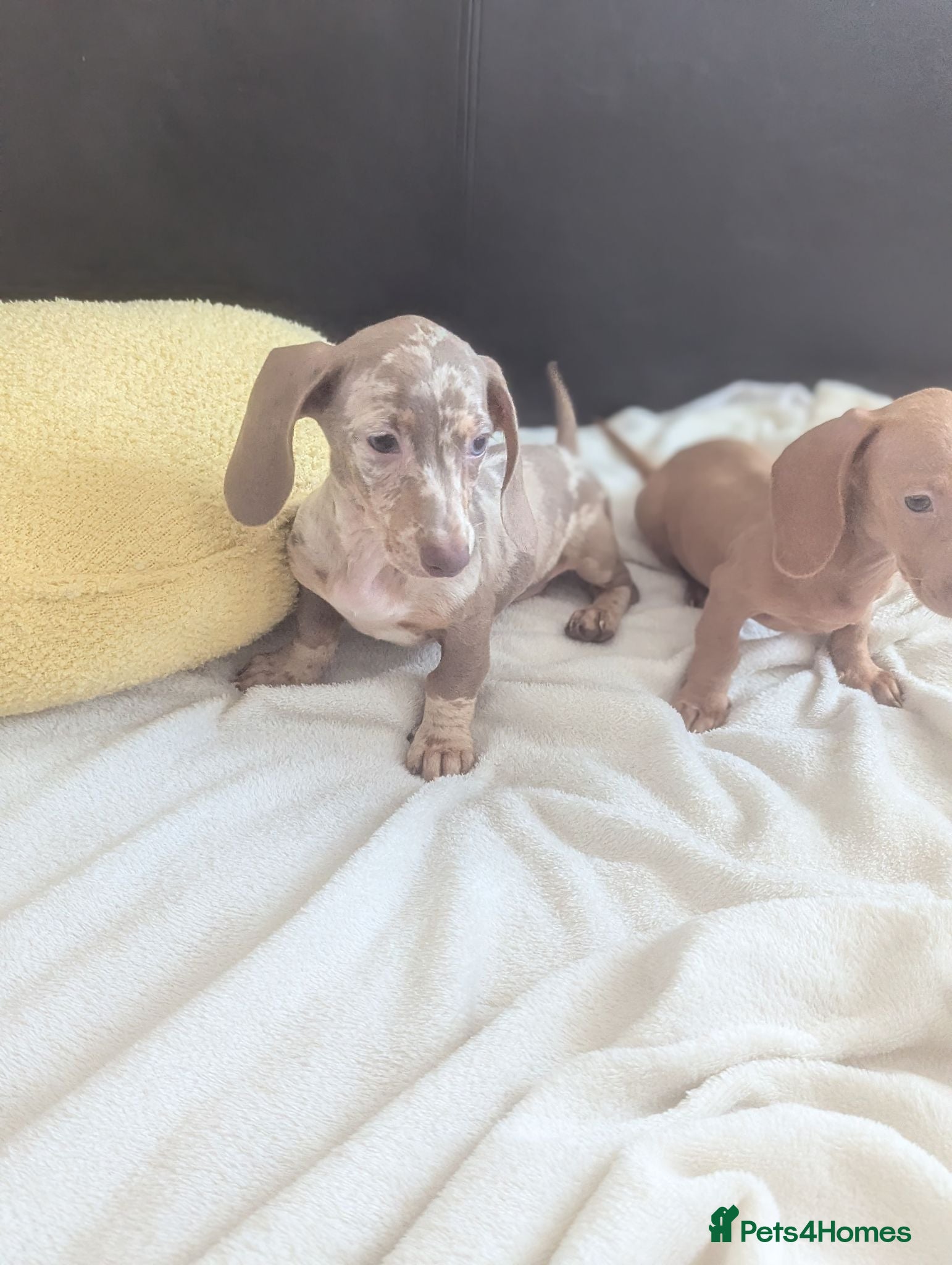 Miniature Dachshund dogs Miniature dachshund puppies - Advert 7
