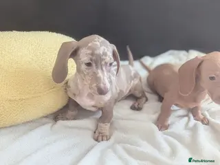 Miniature Dachshund dogs Miniature dachshund puppies - Advert 7