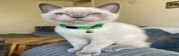 British Shorthair cats for sale: 💙 GCCF Pedigree Blue Colourpoint BSH Kitten - Advert 20