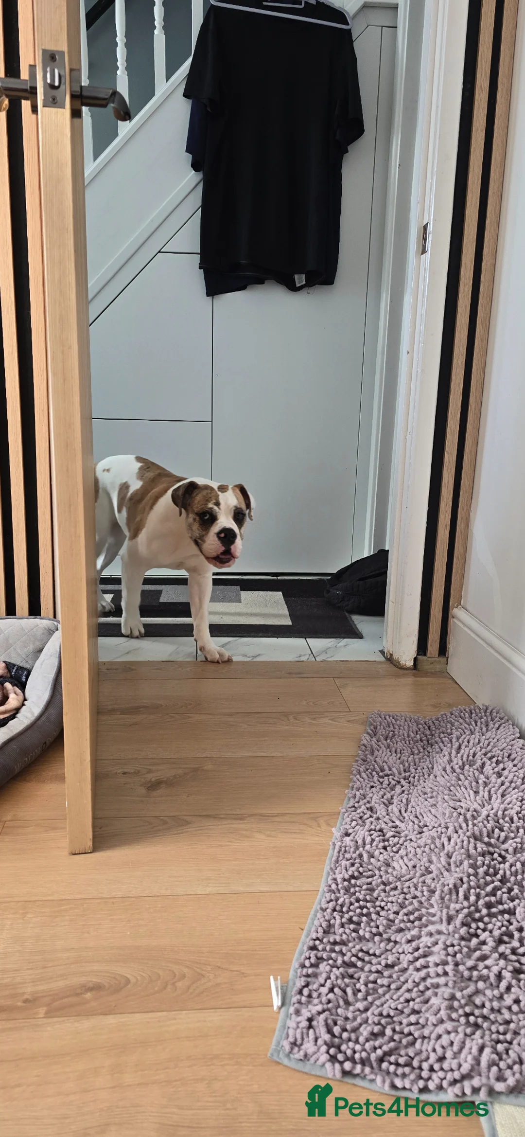 Mixed Breed dogs for sale: Marley in Blackpool - Advert 7
