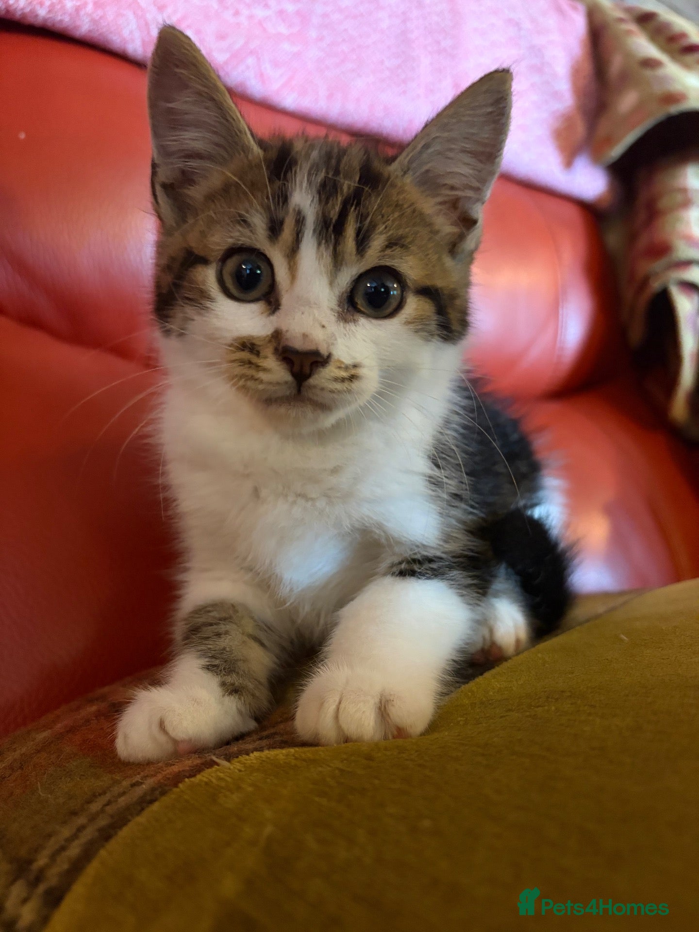 Mixed Breed cats 3 little kittens  - Advert 10