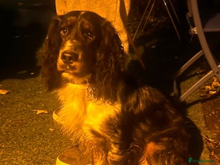 Cocker Spaniel dogs Cocker spaniel stud - Advert 4