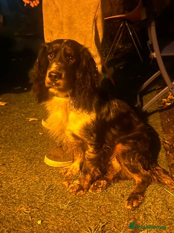 Cocker Spaniel dogs Cocker spaniel stud - Advert 1