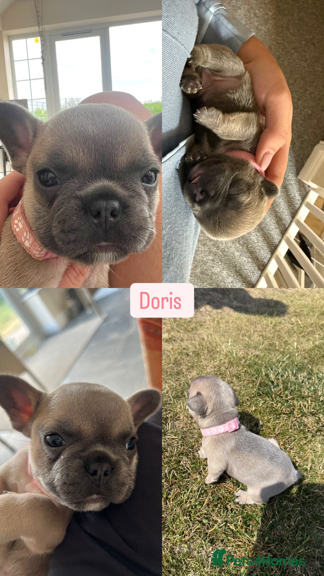 French Bulldog dogs for sale:  French bulldogs looking for their forever home in Lincoln - Image 6