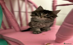Maine Coon cats for sale: Ragcoon polydactyl kittens - Image 31