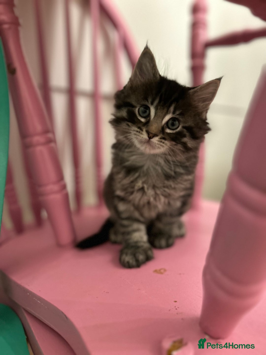 Maine Coon cats for sale: Ragcoon polydactyl kittens - Image 31