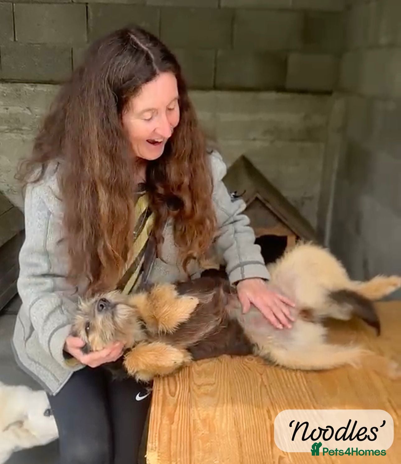 Mixed Breed dogs Noodle, 11 months approx. Available for adoption. - Advert 4