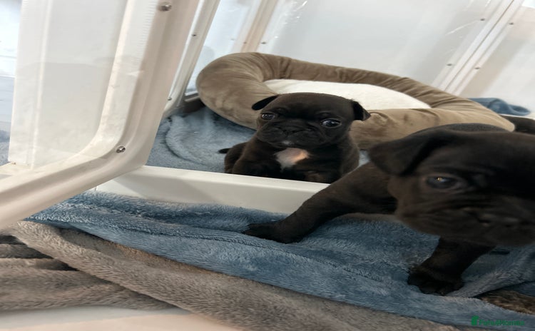 Frug dogs - Advert 1