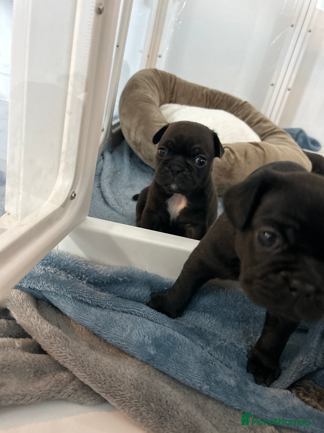 Frug dogs for sale: Frug puppies  - Advert 19
