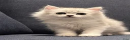 Persian cats for sale: Adorable Persian Kittens - Advert 3