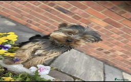 Mixed Breed dogs for sale: Porkies (Pom x Yorkie) Puppies! - Image 8
