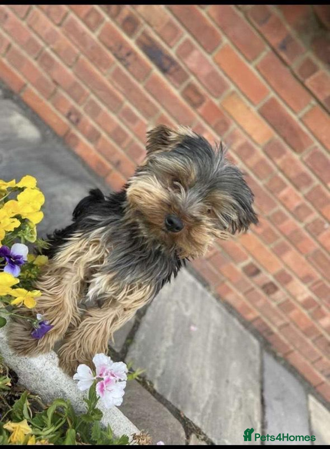 Mixed Breed dogs for sale: Porkies (Pom x Yorkie) Puppies! - Image 8