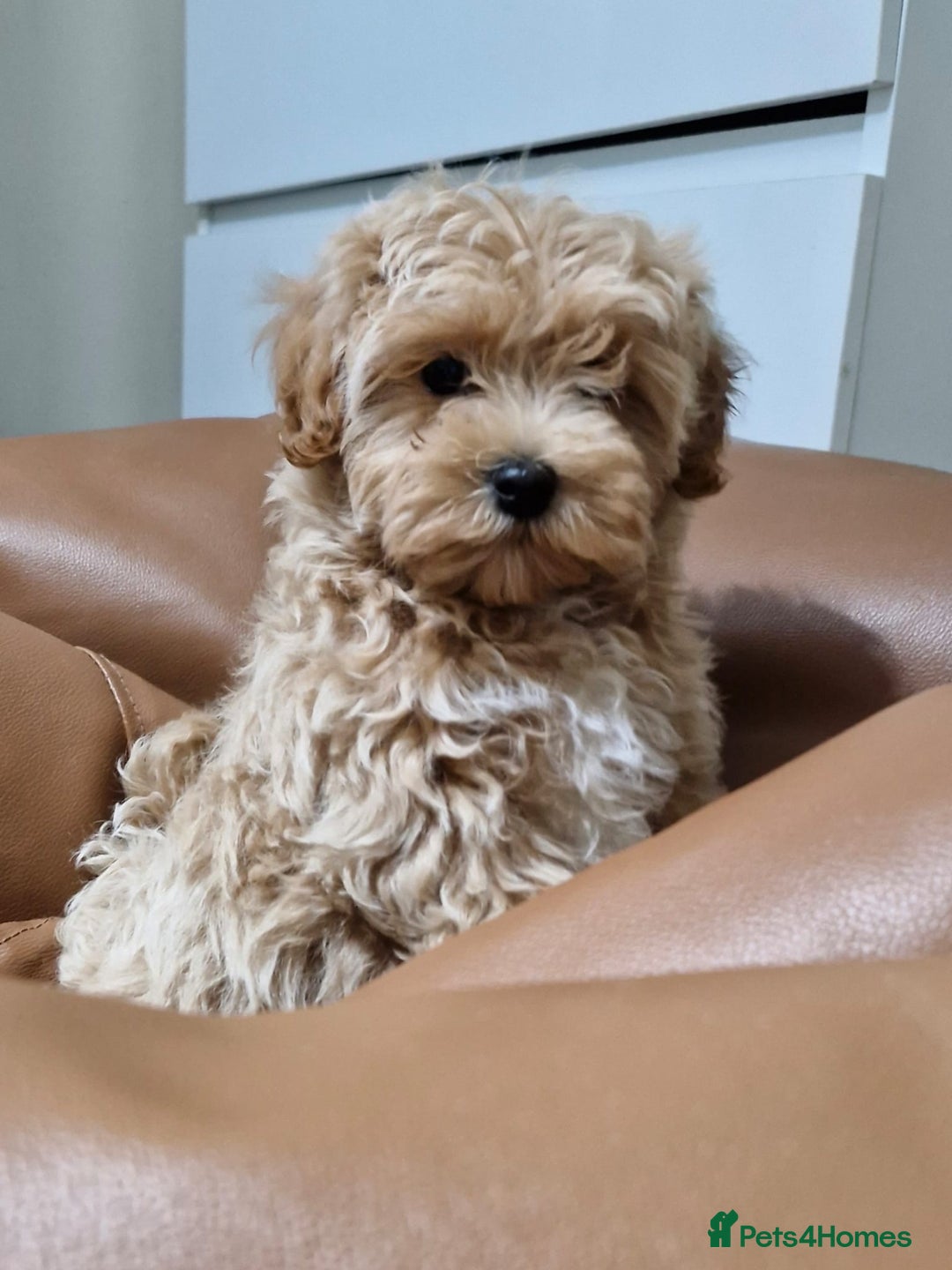 Maltipoo dogs for sale: Beautiful Korean Maltipoo Puppies–3 Girls &2 Boys  - Advert 20
