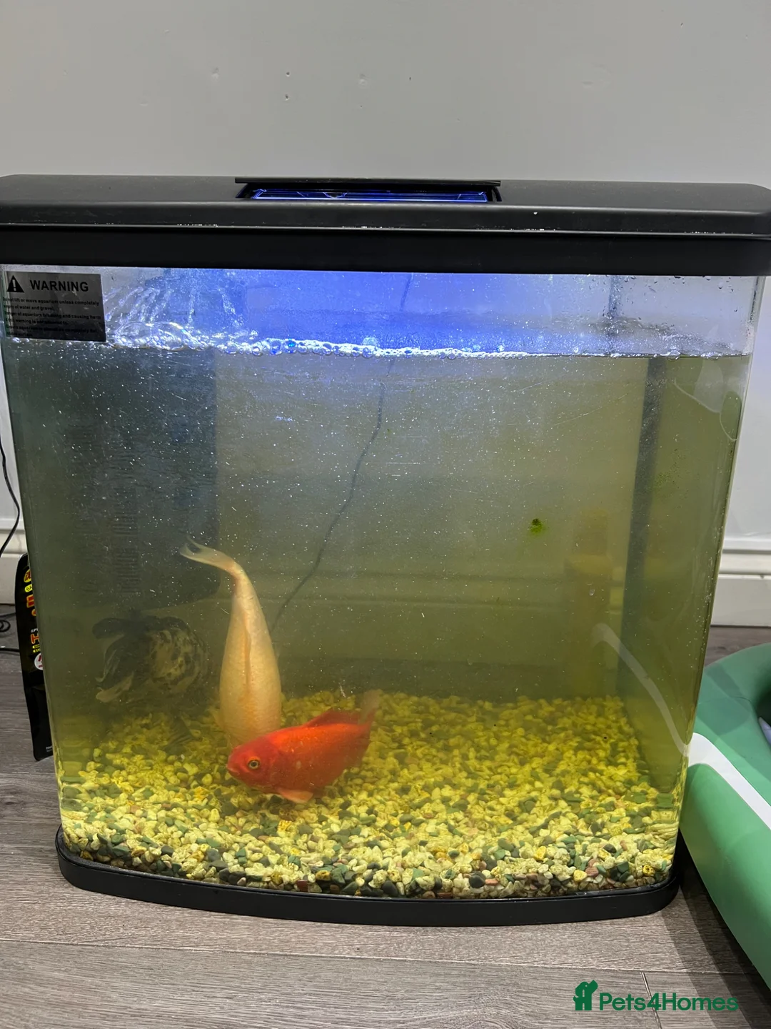 Koi Carp fish for sale: Koi fish  - Advert 4