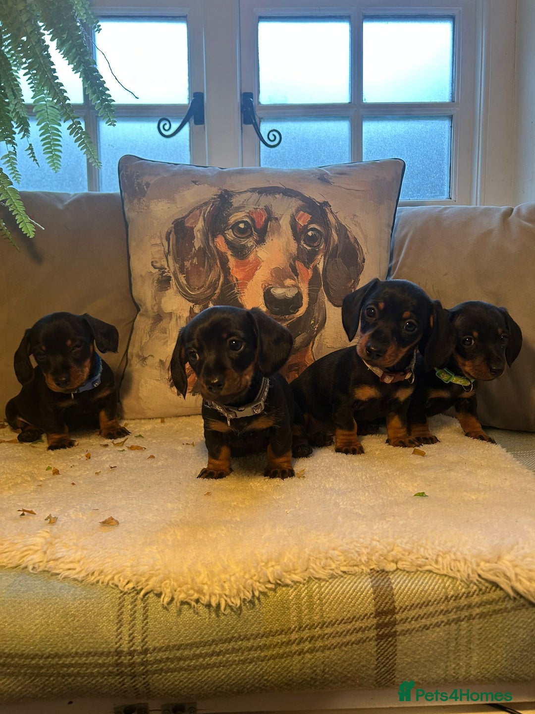 Miniature Dachshund dogs for sale: Beautiful Very Miniature Dachshunds - Advert 7