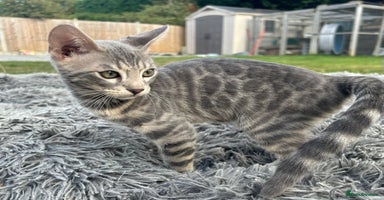 Bengal cats - Advert 13