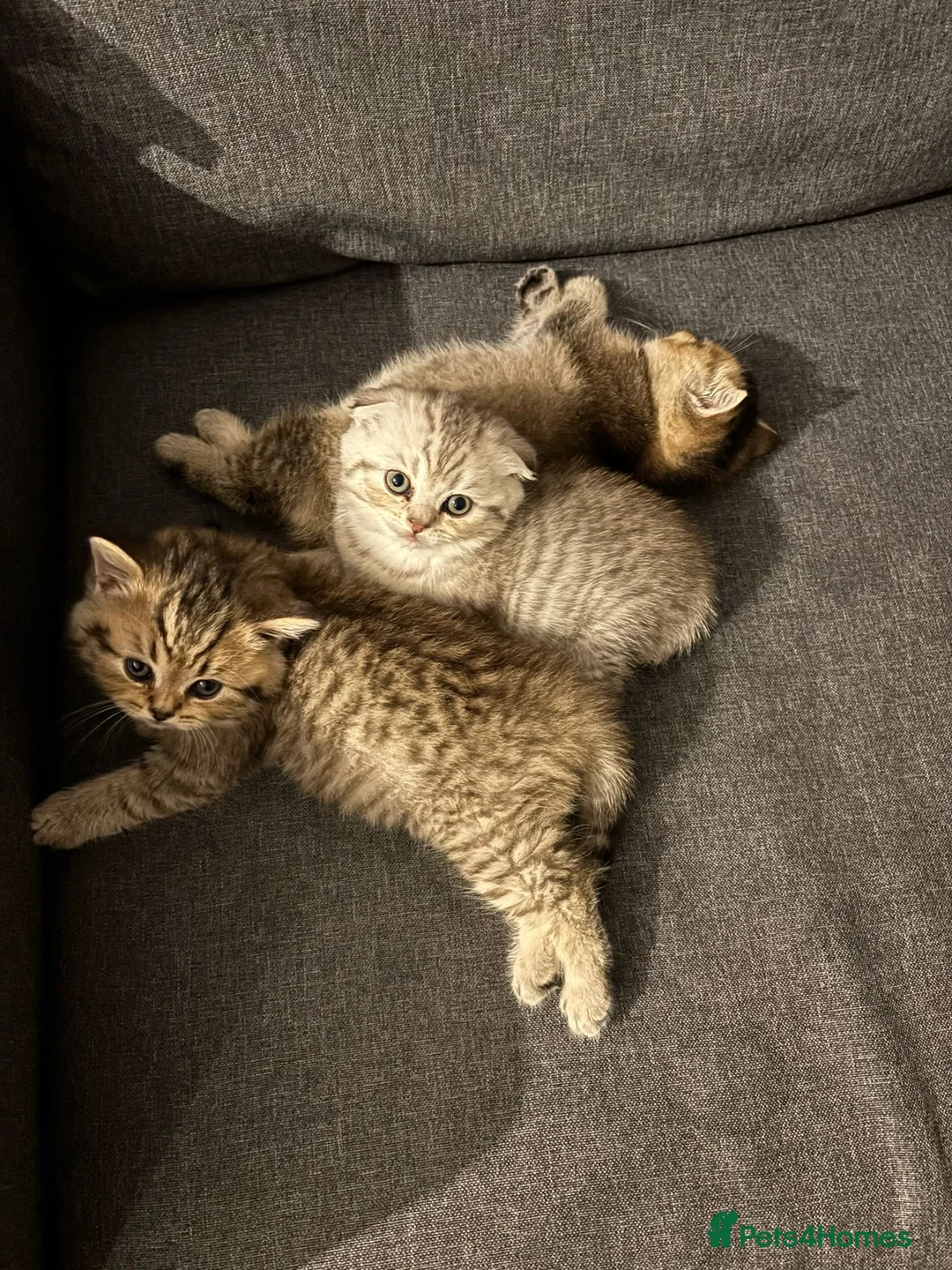 Scottish Fold cats for sale: Scottish Fold kittens - Advert 3