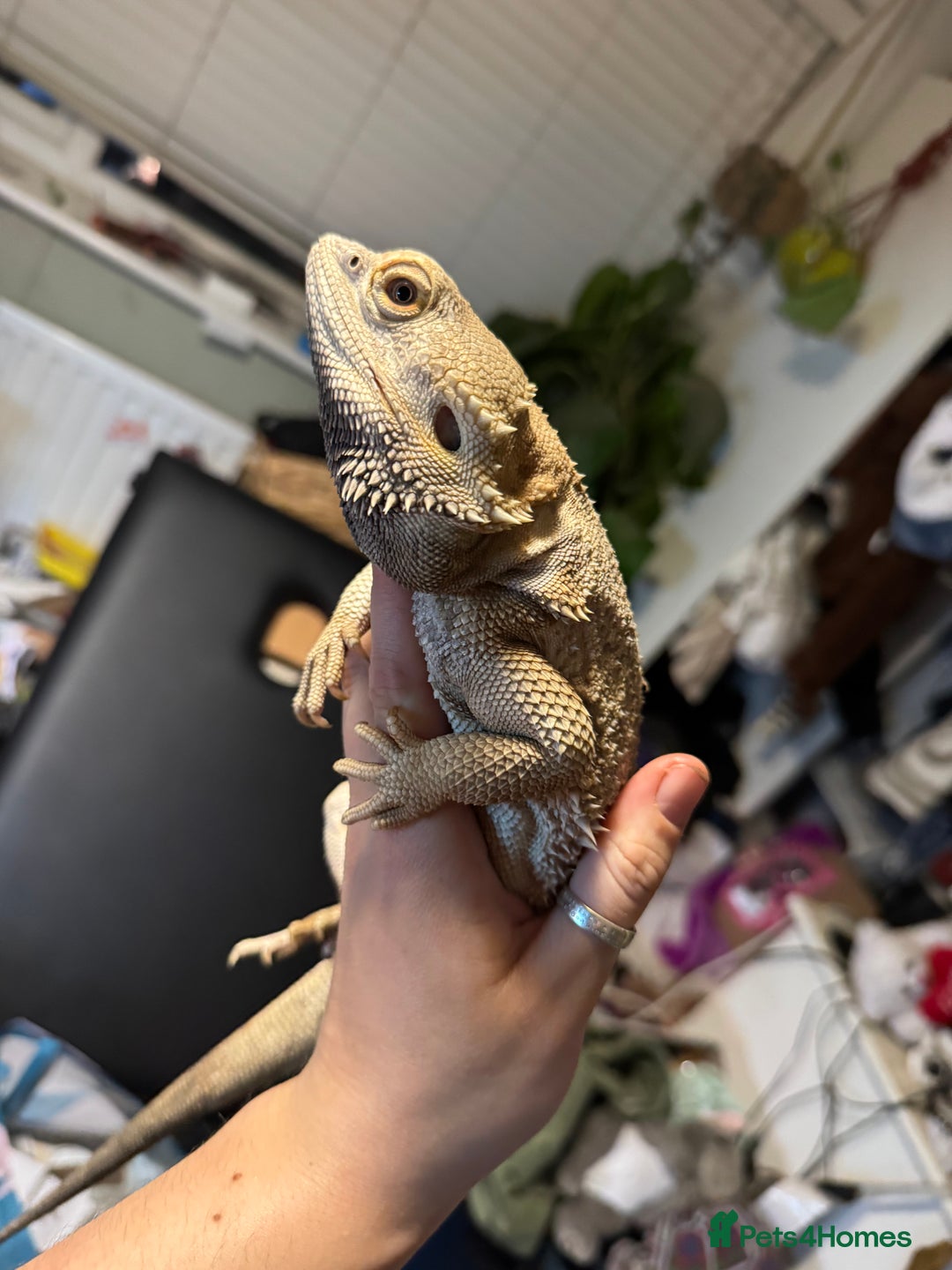 Bearded Dragon reptiles for sale: Male bearded dragons - Image 1