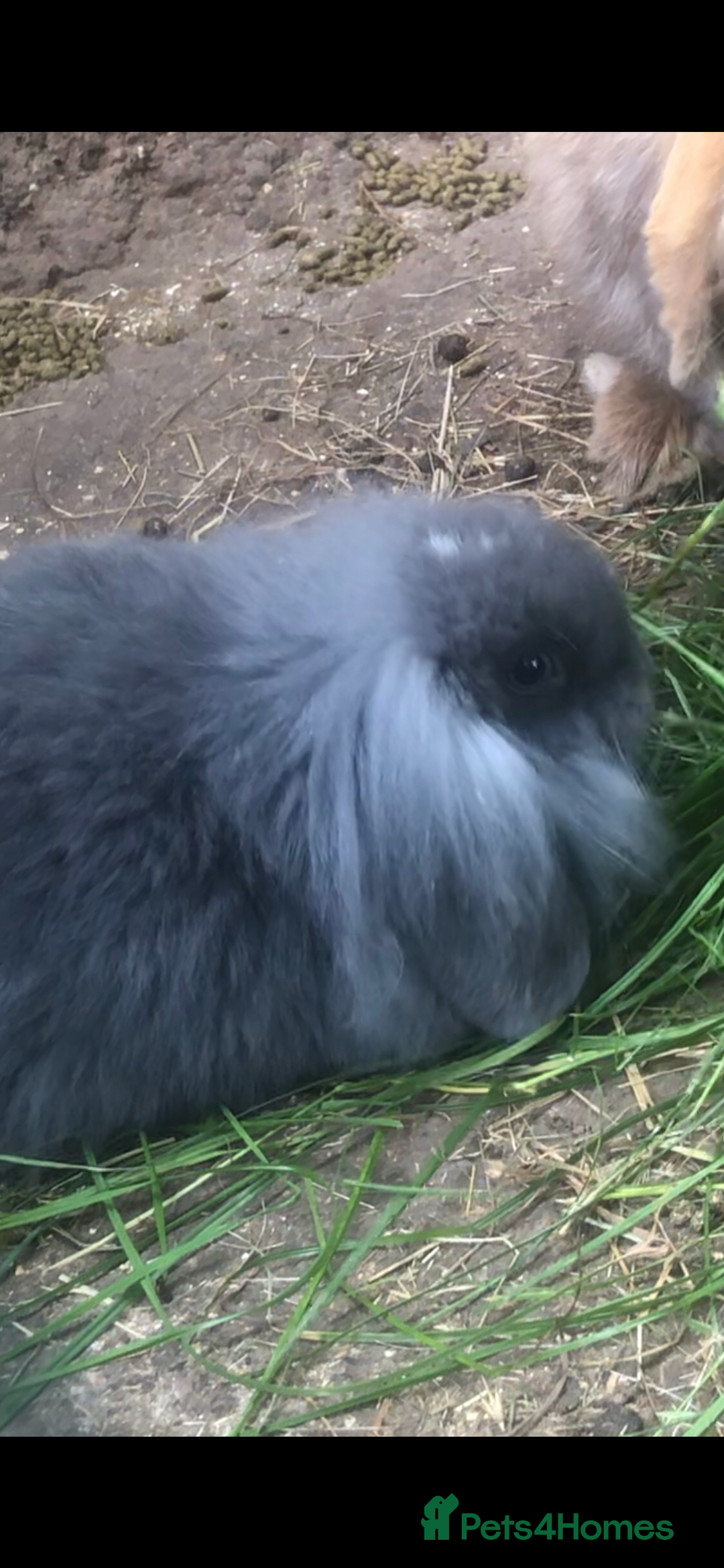 Mini Lion Lop rabbits for sale: Unique Bunnies  - Image 4