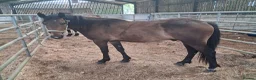 New Forest horses for sale: Geldings  - Advert 7