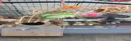 Budgerigars birds for sale: 3x 9 week old budgies ready now - Advert 3