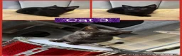 Mixed Breed cats for sale: 2 black female kittens ready now  - Advert 4