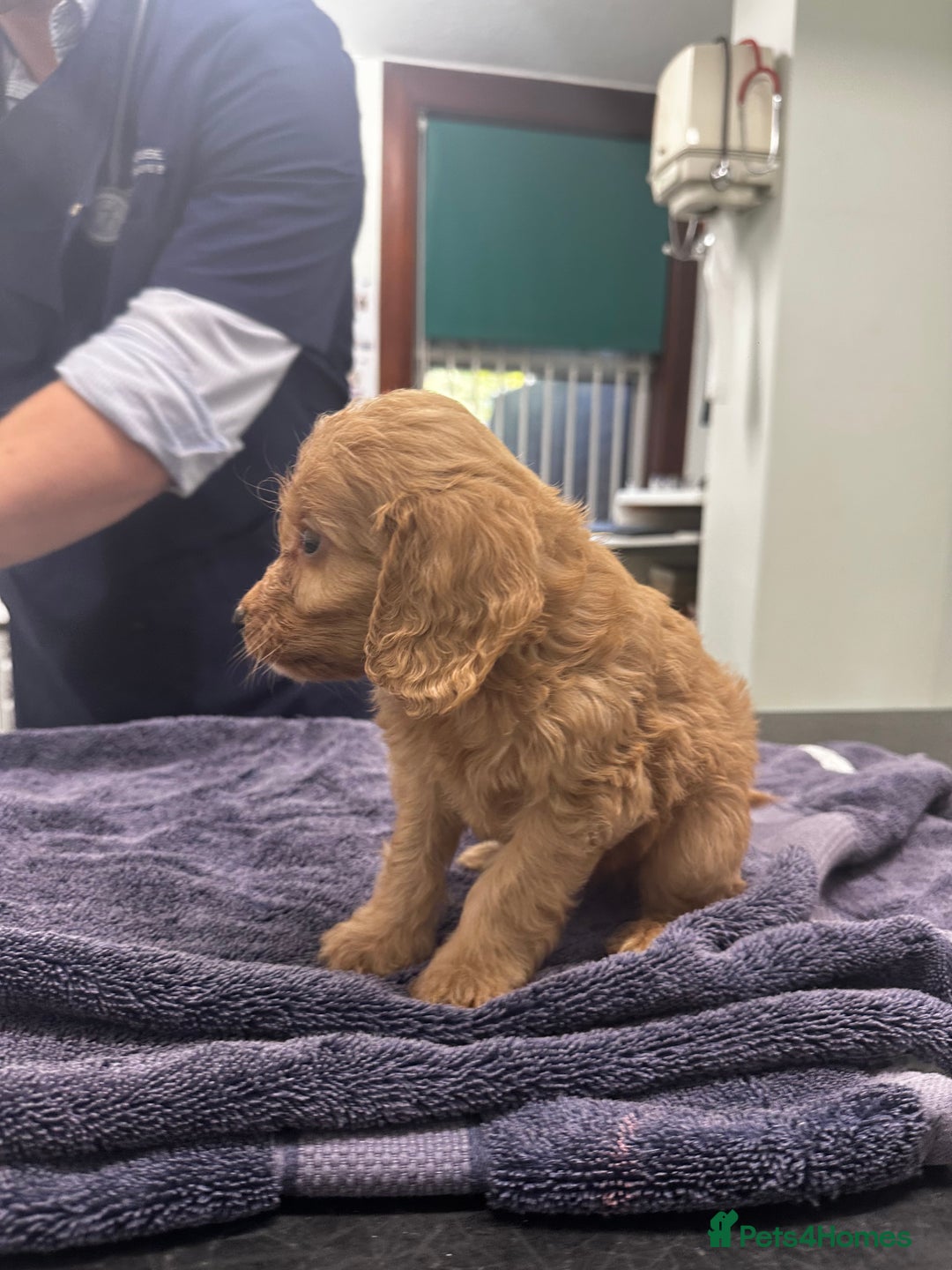 Cockapoo dogs for sale: F1 cockapoo puppies ♥️💙 - Image 8