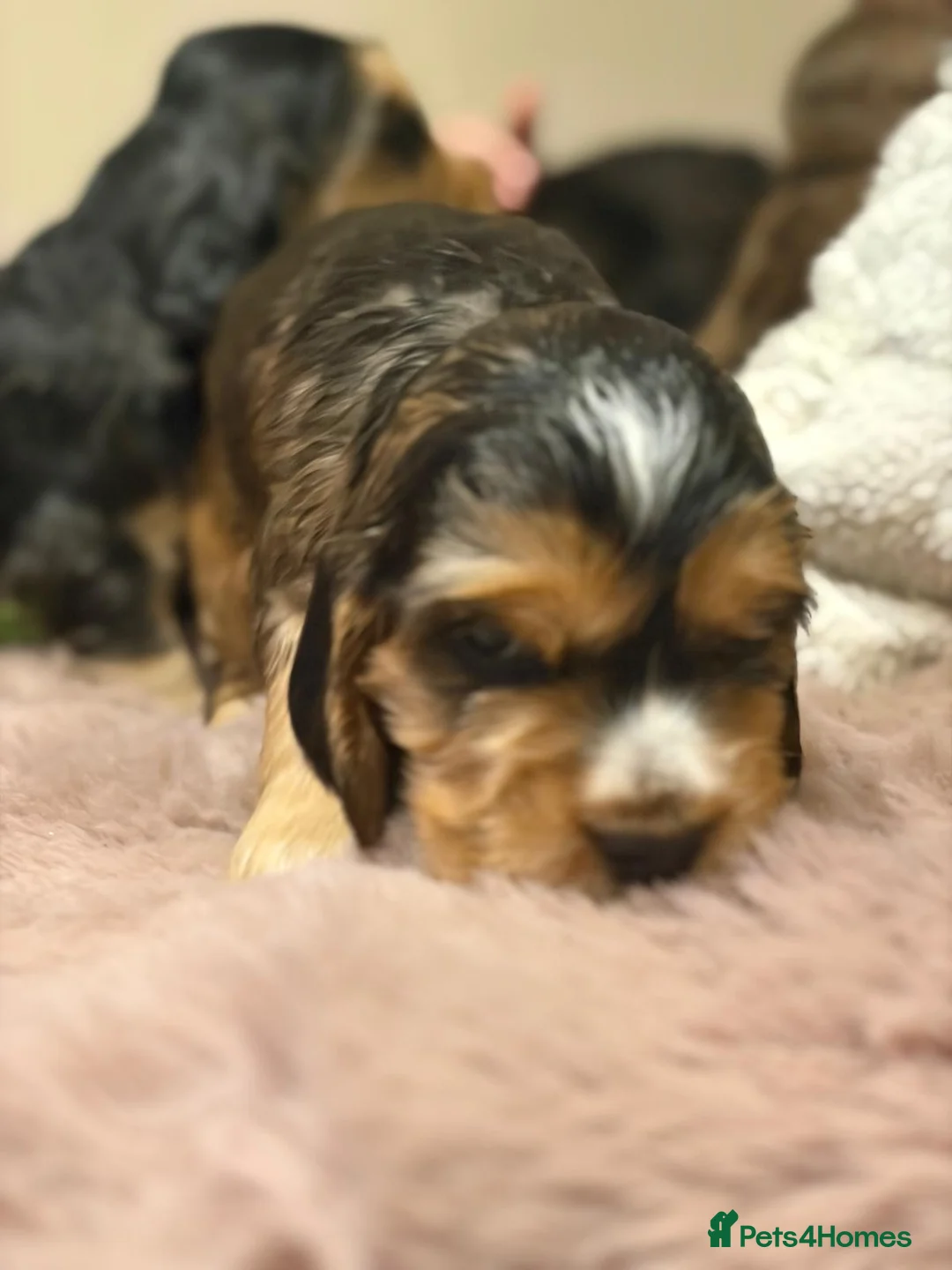 Cocker Spaniel dogs for sale: Stunning sable show cocker puppies in Kendal - Advert 14