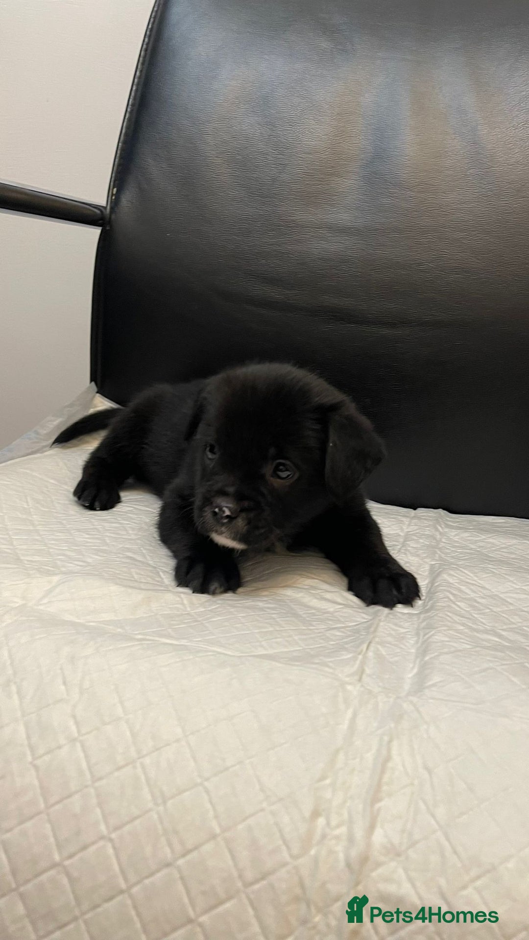 Mixed Breed dogs for sale: French bulldog mixt - Advert 3