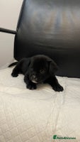 Mixed Breed dogs French bulldog mixt - Advert 1
