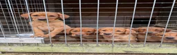 Labrador Retriever dogs for sale: KC REG - fox red Labrador puppies - Advert 2