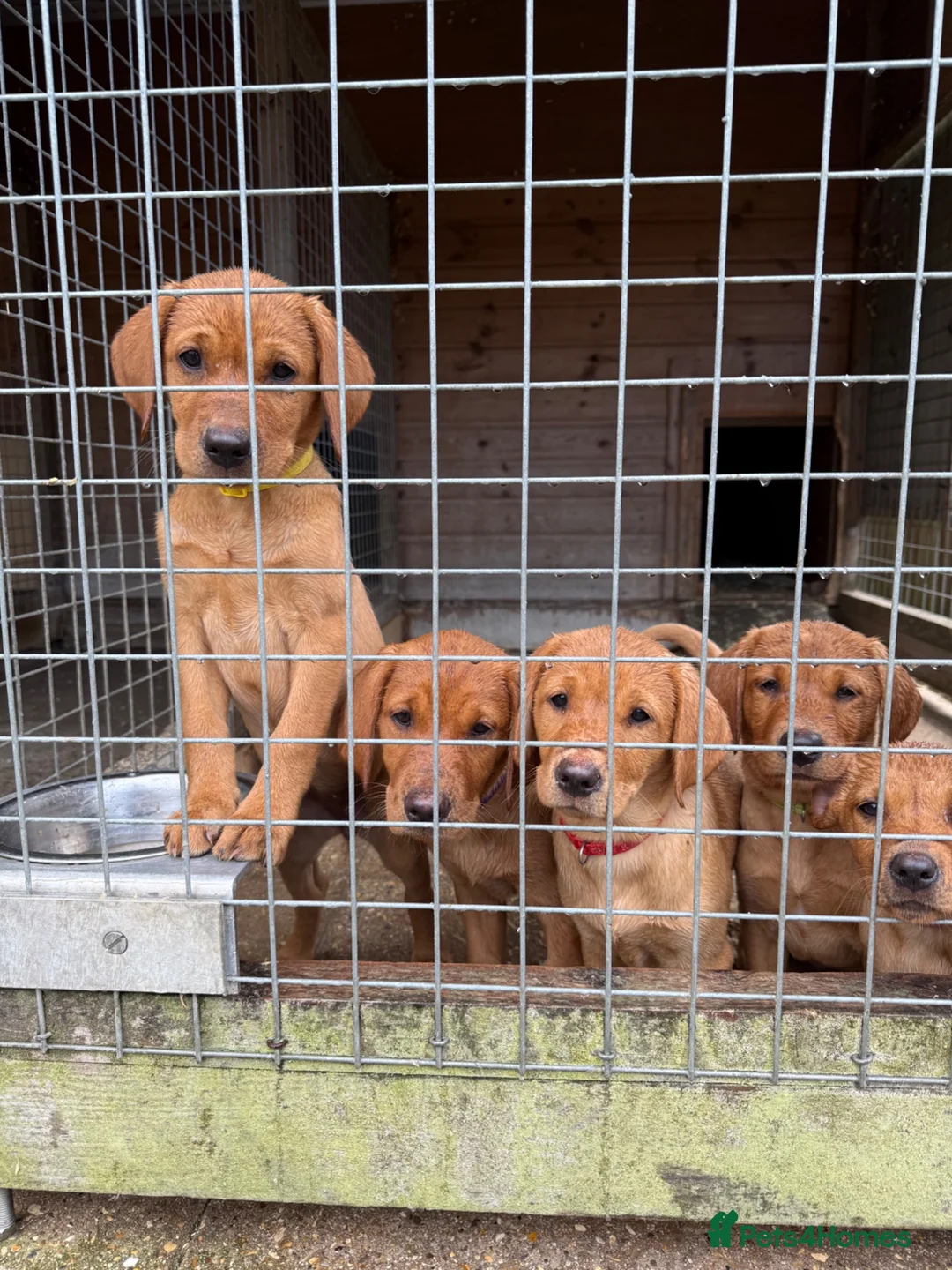 Labrador Retriever dogs for sale: KC REG - fox red Labrador puppies - Advert 2