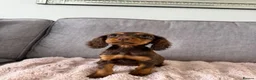 Cocker Spaniel dogs for sale: BEAUTIFUL CHOC AND TAN COCKER PUPS READY NOW!  - Advert 18
