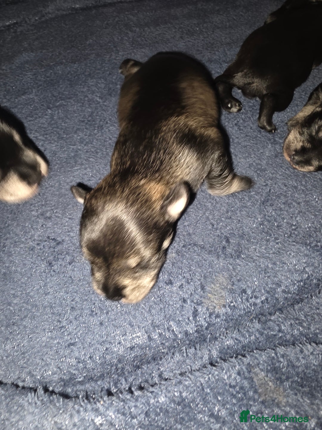 Miniature Schnauzer dogs for sale: Miniature Schnauzer Puppies - Image 10