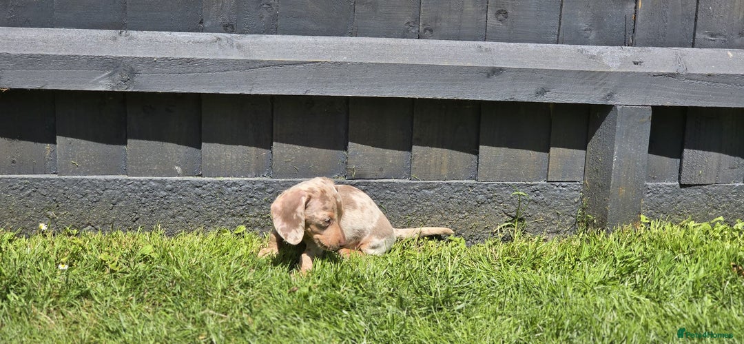 Dachshund dogs for sale: Miniature dachshund puppies  in Newmarket - Image 3