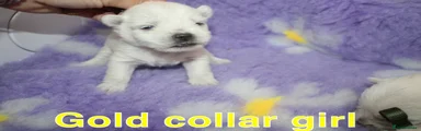 West Highland Terrier Puppy 4
