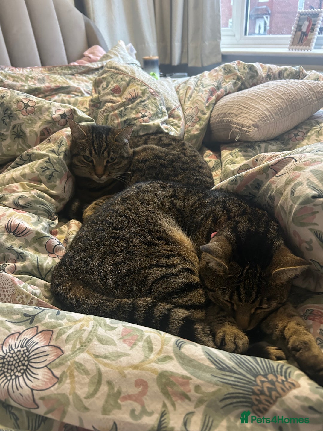 Mixed Breed cats for sale: Two short hair mixed breed cats  - Advert 2