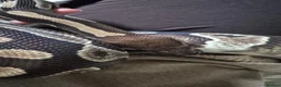 Python Snake reptiles for sale: 2 ball pythons - Advert 7
