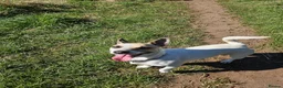 Jack Russell dogs for sale: Jack russell bitch - Advert 3