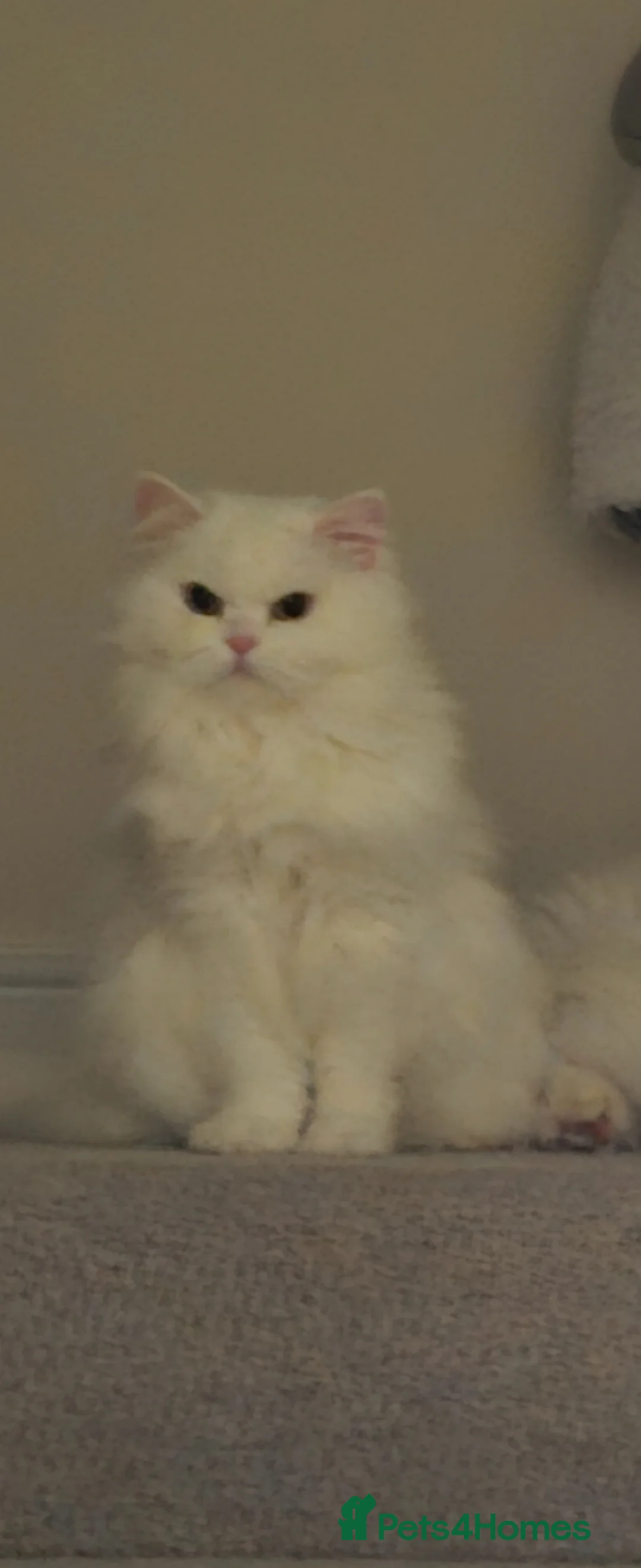 Persian cats for sale: Miniature persian, breeding female short leg  - Advert 2