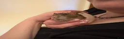 Rat rodents for sale: Trio of Male Rats - Advert 2