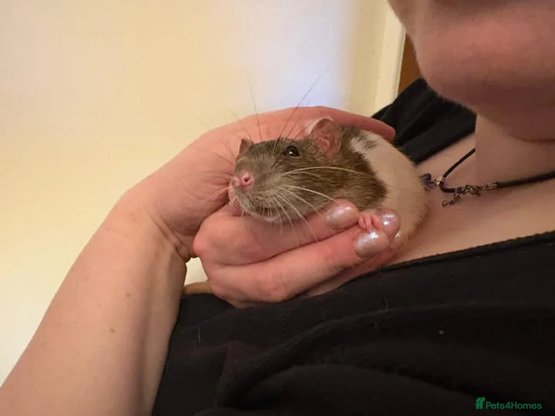 Rat rodents for sale: Trio of Male Rats - Advert 2