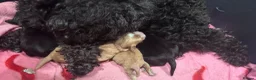 Cockapoo dogs for sale: Beautiful cockapoo puppies 🐶  in Carlisle - Advert 4