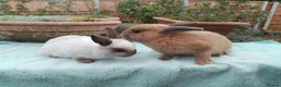 Netherland Dwarf rabbits for sale: Baby Netherland Dwarf Males - Advert 4