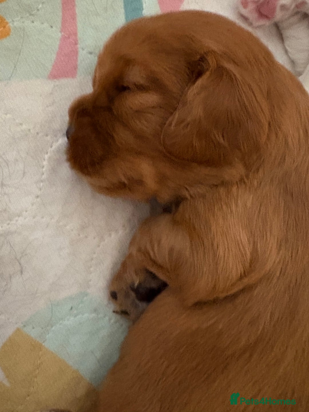 Cavalier King Charles Spaniel dogs for sale: Beautiful King Charles Puppies in Kelso - Image 3