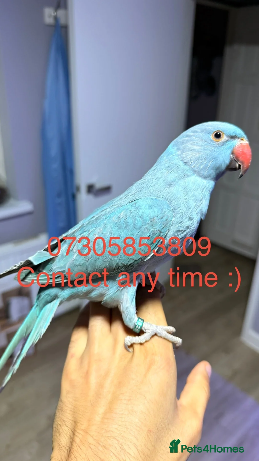 Ringnecks birds for sale:  **  DNAMALE HANDREAR TRAINED SPLIT CLEARTAIL  in Uxbridge - Advert 1
