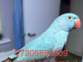 Ringnecks birds ** DNAMALE HANDREAR TRAINED SPLIT CLEARTAIL - Advert 1