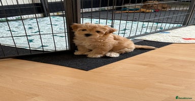 Maltipoo dogs - Advert 12