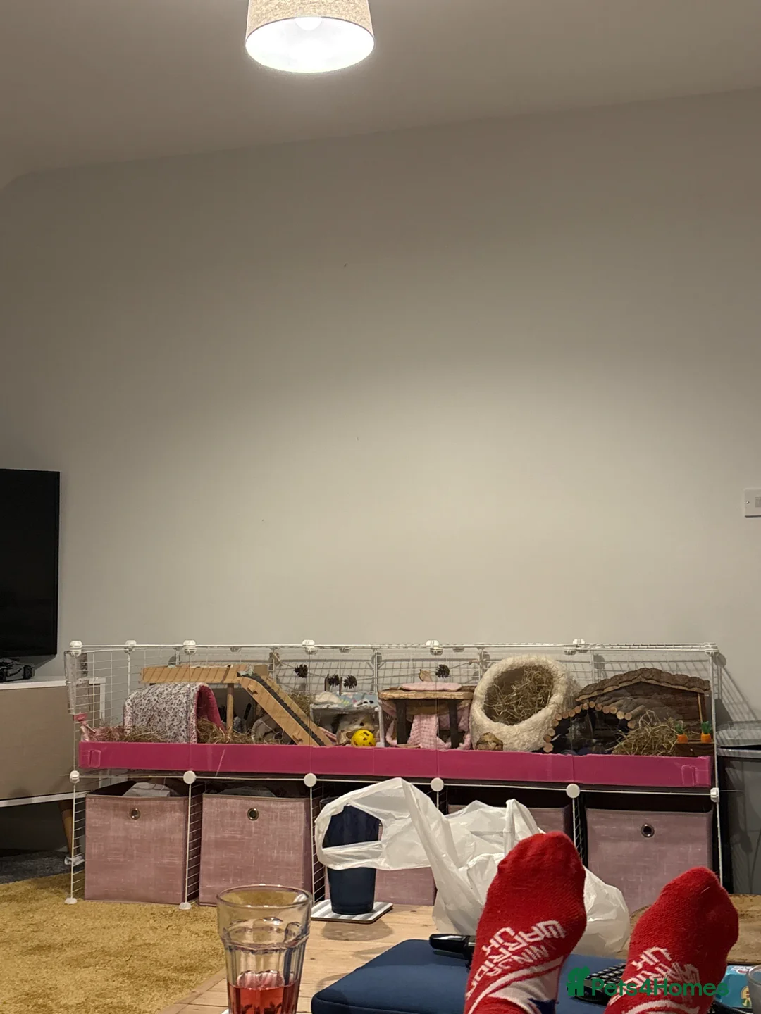 Guinea Pig rodents for sale: 2 male guinea pigs  in Chesterfield - Advert 4