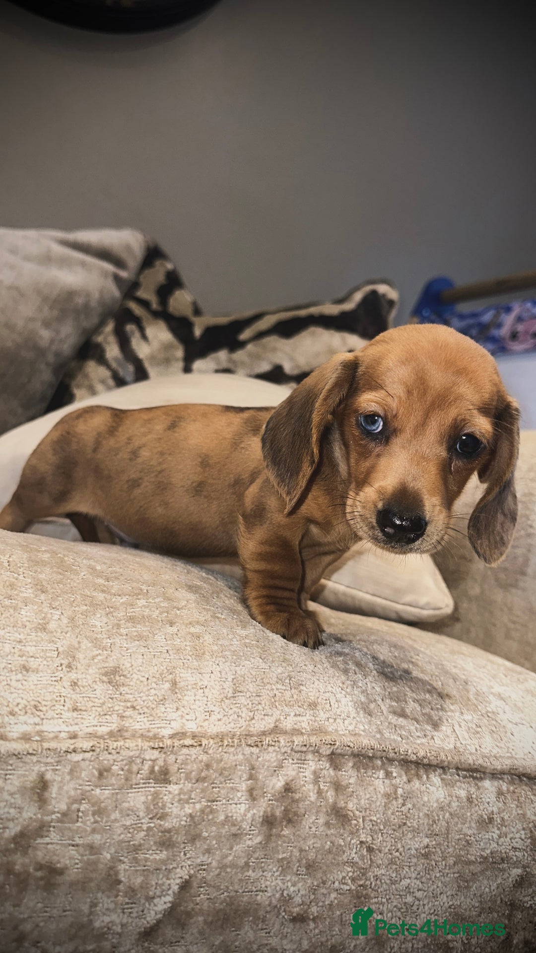 Miniature Dachshund dogs for sale: 🐾Stunning miniature dachshunds🐾 - Image 22